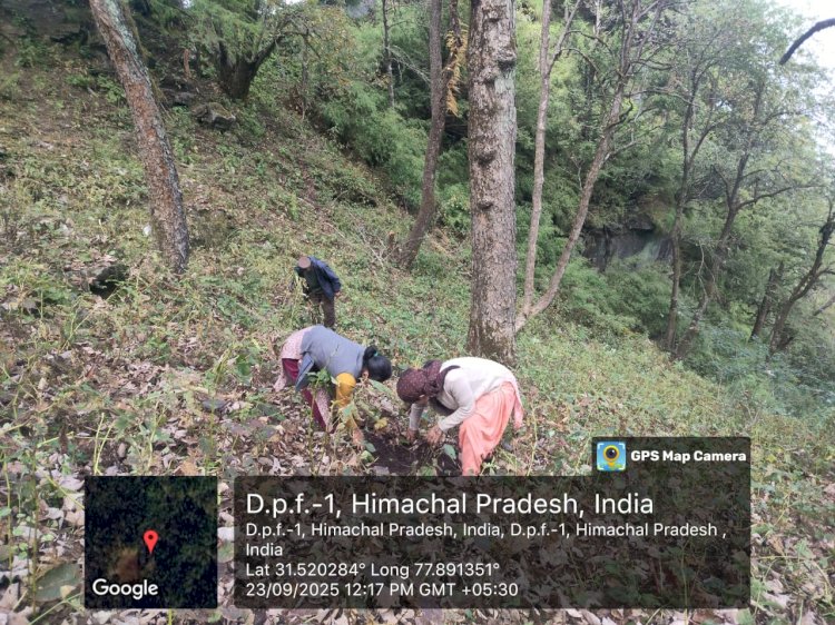 हिमाचल में पहली बार जाइका ने रोपे भोजपत्र के 1500 पौधे, दुर्लभ प्रजाति भोजपत्र को जिंदा करने में मिली सफलता