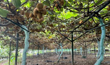 प्रदेश सरकार की दूरदर्शी नीतियों और सकारात्मक सोच से सशक्त हो रहा बागवानी क्षेत्र सेब सीजन 2025, विपरीत परिस्थितियों में सफलता की इबारत