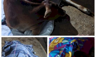 नेशनल हाइवे पर अज्ञात वाहन ने कुचले दो गौवंश, एक की मौके पर मौत, दो गंभीर रूप से घायल