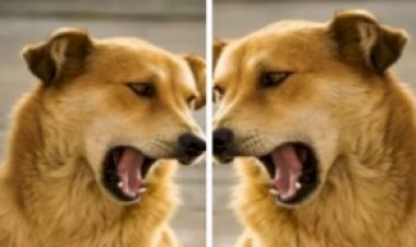 नाहन: अब लखदाता पीर के नजदीक युवक को कुत्ते ने काटा, दवाई लेने जा रहा था मां के लिए पुलिस में  लिखित शिकायत की..