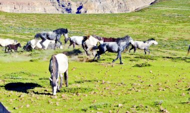 लवी मेला में अन्य राज्यों के अश्वपालक जानेंगे चामुर्थी घोड़े की खासियतें - उपायुक्त