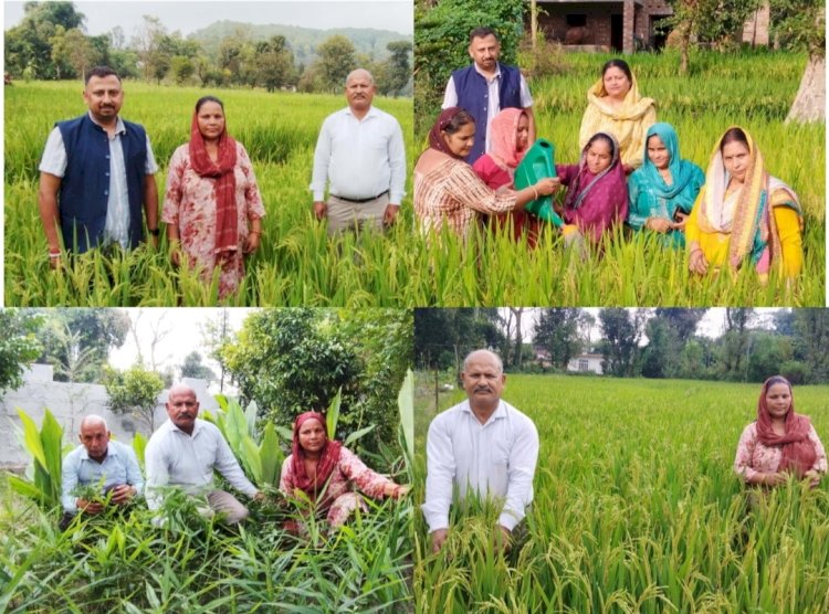 स्वस्थ मिट्टी, स्वस्थ अन्न, स्वस्थ जीवन: कांगड़ा में प्राकृतिक खेती का बढ़ा प्रसार कांगड़ा बना प्राकृतिक खेती का अग्रणी जिला