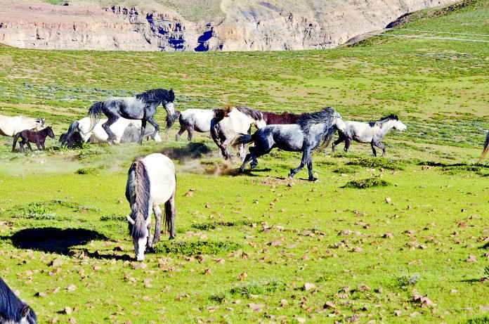 लवी मेला में अन्य राज्यों के अश्वपालक जानेंगे चामुर्थी घोड़े की खासियतें - उपायुक्त
