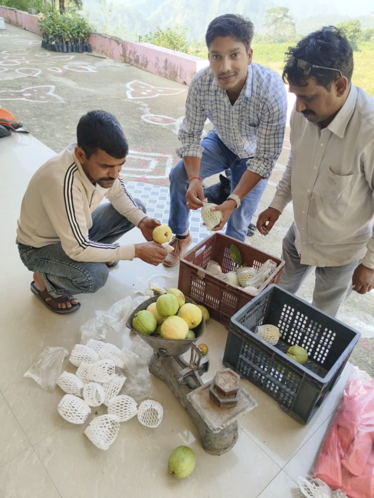 एचपी शिवा परियोजना से धर्मपुर में बागवानों की किस्मत चमकी, अमरूद की फसल से बढ़ी आय
