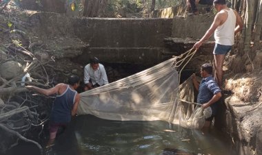राहेरा नाले में फंसी लगभग 50 हजार मछलियों के बच्चों को मत्स्य विभाग ने बचाया