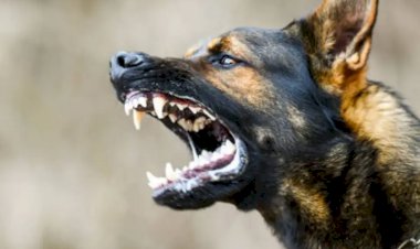 नाहन: महिला को कुत्ते ने काटा, बांध कर रखने को बोला तो उल्टे कर दी मारपीट,  माजरा में मामला दर्ज...