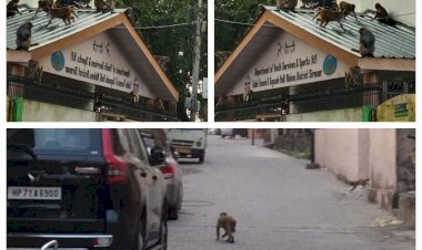 नाहन: 200 लोगों को काट लिया.उत्पाती बंदरों ने, मेडिकल कॉलेज में 146 मामले दर्ज हुए 3 महीनों में