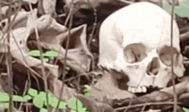 नाहन: रिजर्व फॉरेस्ट टोडरपुर में मिला नर कंकाल, सनसनी के बीच कालाअम्ब पुलिस ने लिया कब्जे में