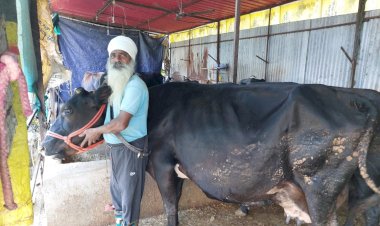 डेयरी व्यवसाय ने बदली चुरूडू के विजय कुमार की किस्मत