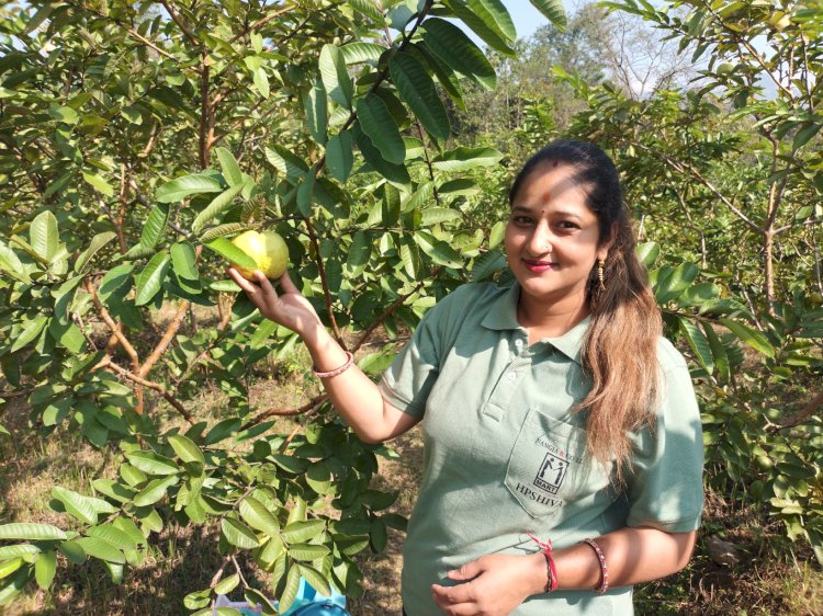 सफलता की कहानीः हिमाचल में 'एचपी शिवा' की बहार: सरकाघाट के गध्यानी क्लस्टर ने लिखी सफलता की नई गाथा किसान अमरूद की खेती से कमा रहे लाखों की आय
