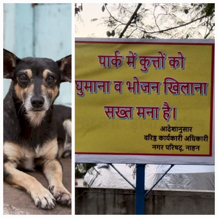 अब पार्किंग कर्मचारी को काटा कुत्ता, नप प्रशासन हरकत में लगाया  सार्वजनिक पार्को में लगाया प्रतिबंध...