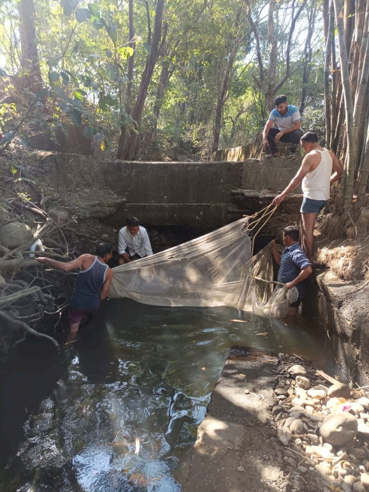 राहेरा नाले में फंसी लगभग 50 हजार मछलियों के बच्चों को मत्स्य विभाग ने बचाया