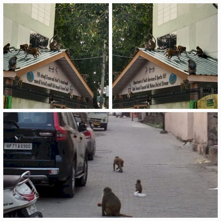 नाहन: 200 लोगों को काट लिया.उत्पाती बंदरों ने, मेडिकल कॉलेज में 146 मामले दर्ज हुए 3 महीनों में