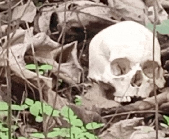 नाहन: रिजर्व फॉरेस्ट टोडरपुर में मिला नर कंकाल, सनसनी के बीच कालाअम्ब पुलिस ने लिया कब्जे में