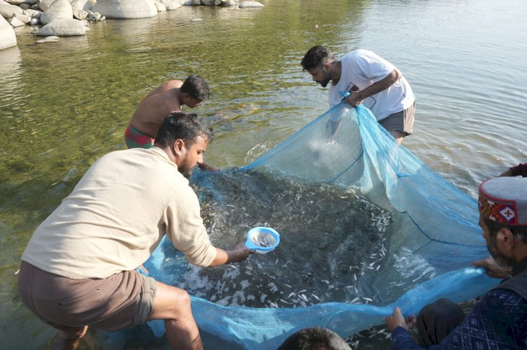 नदीय मत्स्य संपदा बढ़ाने हेतु कंडापत्तन ब्यास नदी में 88,000 और राणा खड्ड में 45,000 मछली बीज छोड़े गए
