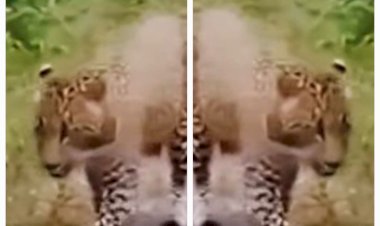 नाहन: विला राउन्ड में तेंदुए की आमद से सैर पर आने वाले ख़ौफ़ज़दा.सतर्क रहें, सुरक्षित रहें..