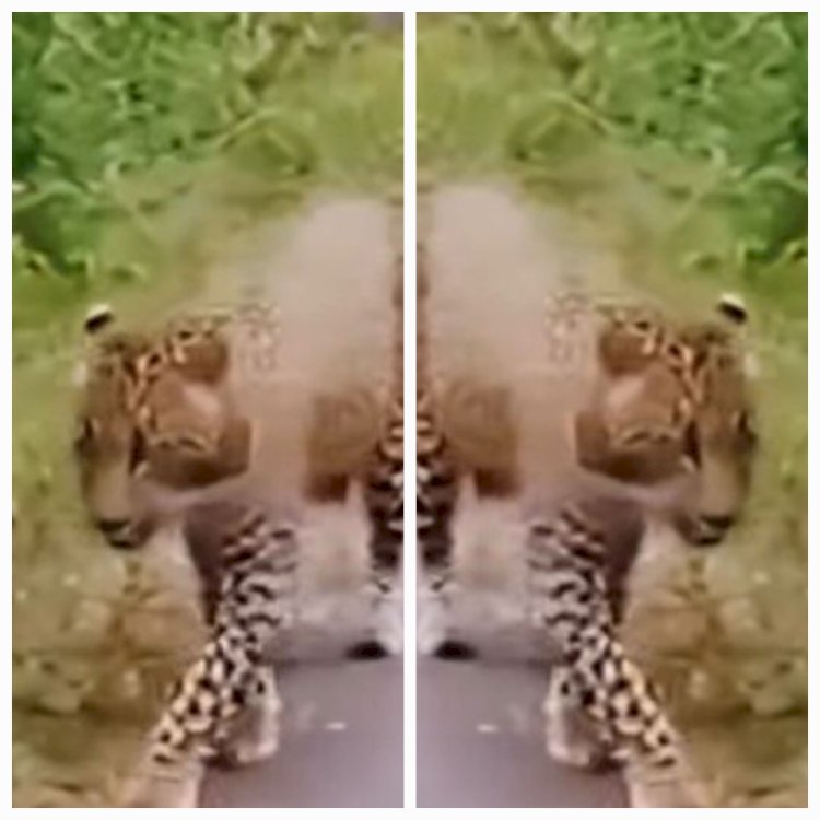 नाहन: विला राउन्ड में तेंदुए की आमद से सैर पर आने वाले ख़ौफ़ज़दा.सतर्क रहें, सुरक्षित रहें..