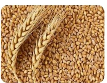 15 जनवरी तक करवाएं गेहूं की फसल का बीमा: उपायुक्त