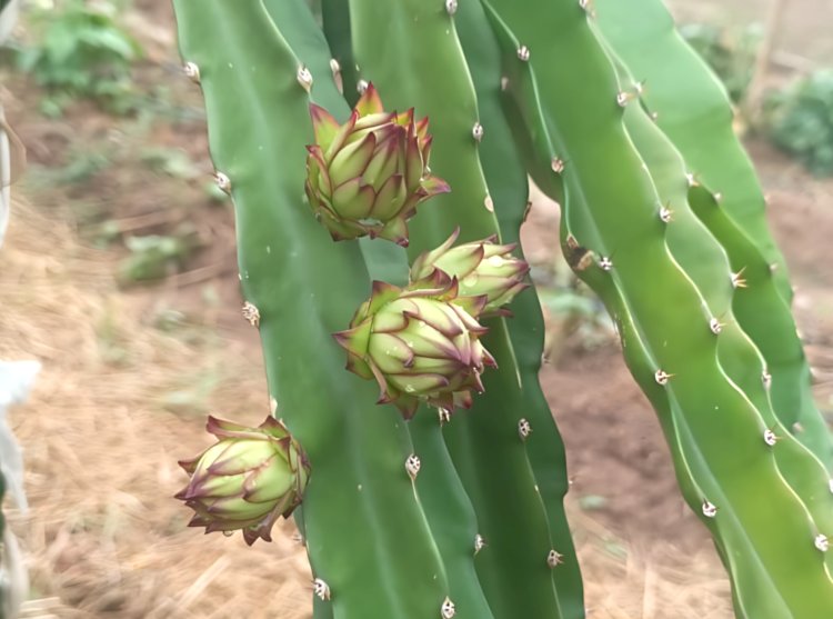 ड्रैगन फ्रूट की सफल खेती से क्षेत्र में मिसाल बने जुकैण के प्रेम चन्द