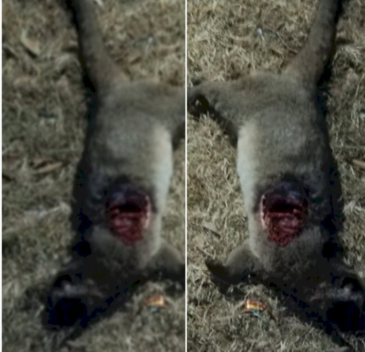 नाहन: विला राउंड में तेंदुओं की हलचल जारी,जंगली जानवरों को बना रहे निशाना.. सतर्क रहें, सुरक्षित रहें..