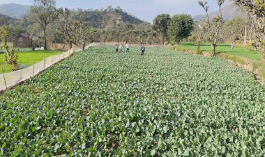छकोह गांव में पहली बार गोभी के बीज उत्पादन की शुरुआत