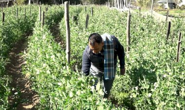 सफलता की कहानी ... रिटायर्ड सैनिक वीरेंद्र सिंह अब पैदा कर रहे हैं लाखों की सब्जी गोभी, मटर, प्याज, लहसुन और अन्य सब्जियों के अलावा अब मशरूम का भी कर रहे हैं उत्पादन