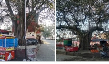 नाहन : चौगान के नजदीक सैंकड़ो साल पुराने पपील के पेड़ों की पवित्रता हो रही तार तार...खोख़े हटा कर सौंदर्यकरण की आवाज, संस्था ने गोद लेने के लिए एमसी को लिखा पत्र..