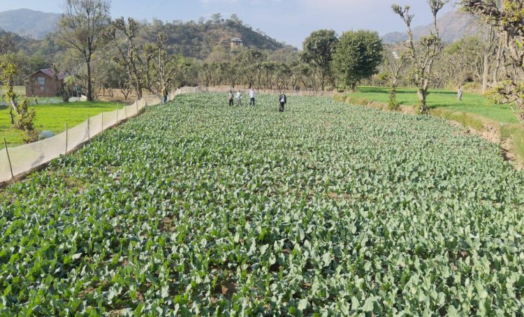 छकोह गांव में पहली बार गोभी के बीज उत्पादन की शुरुआत