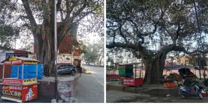 नाहन : चौगान के नजदीक सैंकड़ो साल पुराने पपील के पेड़ों की पवित्रता हो रही तार तार...खोख़े हटा कर सौंदर्यकरण की आवाज, संस्था ने गोद लेने के लिए एमसी को लिखा पत्र..