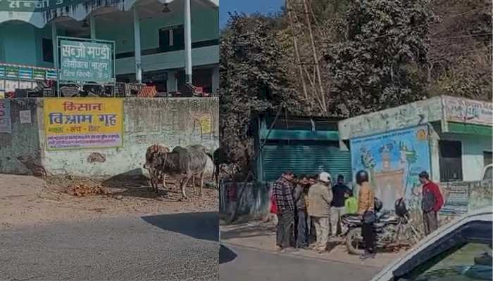 नाहन: एचआरटीसी बस से ओवर टेक कर रहा था,जानवरों से टकराया बाइक सवार युवक,अस्पताल में मौत...