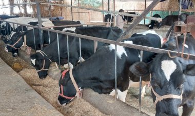 ग्रामीण अर्थव्यवस्था की मज़बूत मिसाल बना ठाकराँ का डेयरी फार्मर जरनैल सिंह