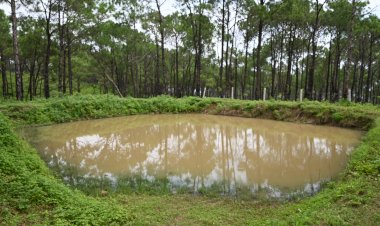 मुख्यमंत्री वन विस्तार योजना से घुमारवीं के मरयाणी क्षेत्र में पर्यावरण हुआ संरक्षित