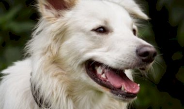 नाहन: महाशिवरात्रि के दिन मन्दिर जा रही महिला को सुंदर बाग़ कॉलोनी में कुत्ते ने काटा, FIR हुईं दर्ज