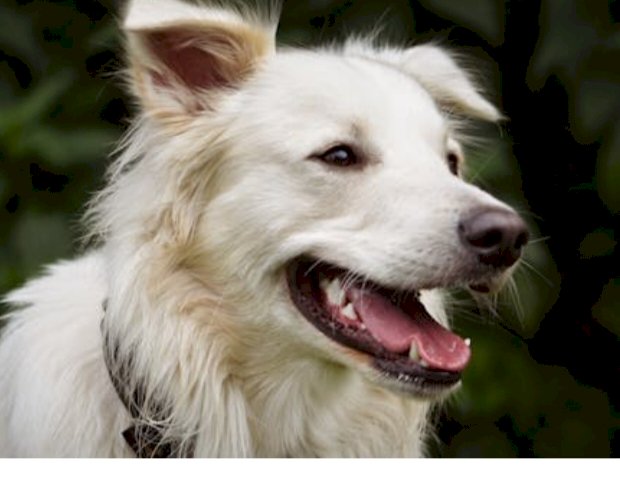 नाहन: महाशिवरात्रि के दिन मन्दिर जा रही महिला को सुंदर बाग़ कॉलोनी में कुत्ते ने काटा, FIR हुईं दर्ज