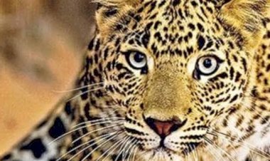 नाहन: 4 नाखूनों सहित तेंदुए का पंजा गायब मिला, पोस्टमार्टम रिपोर्ट में हुआ खुलासा, दो स्थनीय युवकों को हिरासत में लिया, एफआईआर दर्ज...