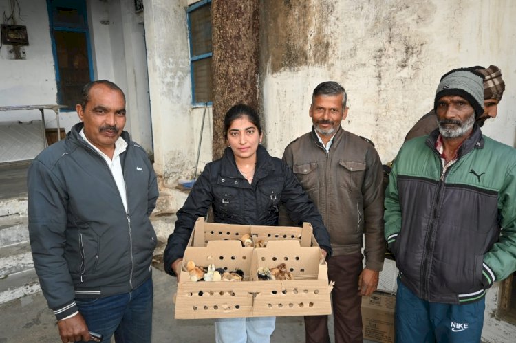 नाहन : घर बैठे रोजगार का सशक्त माध्यम बनी प्रदेश सरकार की बैकयार्ड पोल्ट्री स्कीम