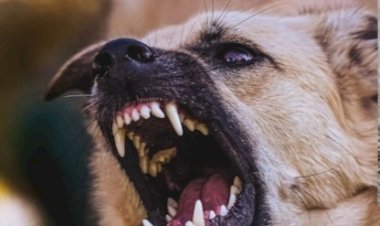 नाहन: टयूशन जा रहे बच्चे को कुत्तों ने हमला कर क़िया घायल, राजगढ़ में मामला दर्ज...