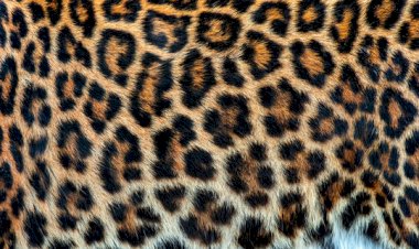 नाहन: तेंदुए की खाल बरामद,वन्य प्राणी विभाग की टीम का बड़ा एक्शन....