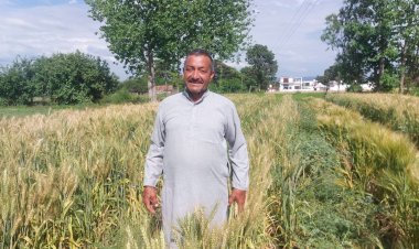 प्राकृतिक खेती को बड़े पैमाने पर बढ़ावा दे रही सुक्खू सरकार, एमएसपी बढ़ने से किसानों में बढ़ा भरोसा