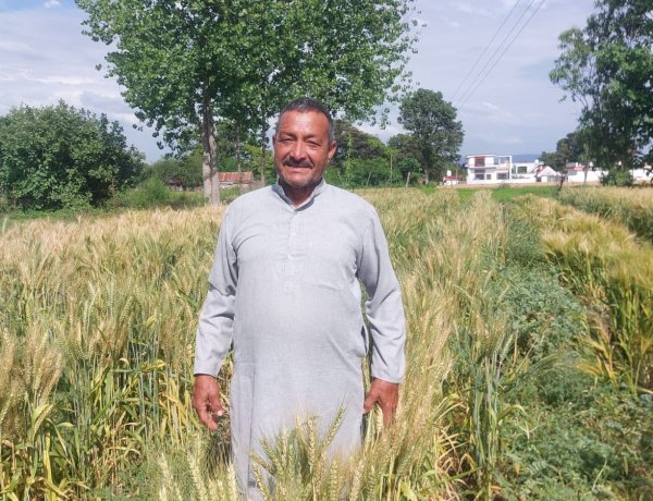 प्राकृतिक खेती को बड़े पैमाने पर बढ़ावा दे रही सुक्खू सरकार, एमएसपी बढ़ने से किसानों में बढ़ा भरोसा