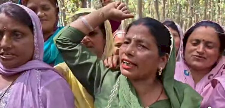 नाहन : नारीवाला-जम्बू खाले पर 100 पेड़ों के कटान पर ग्रामीणों का गुस्सा, महिलाओं ने पेड़ों से लिपटकर रोका कटान
