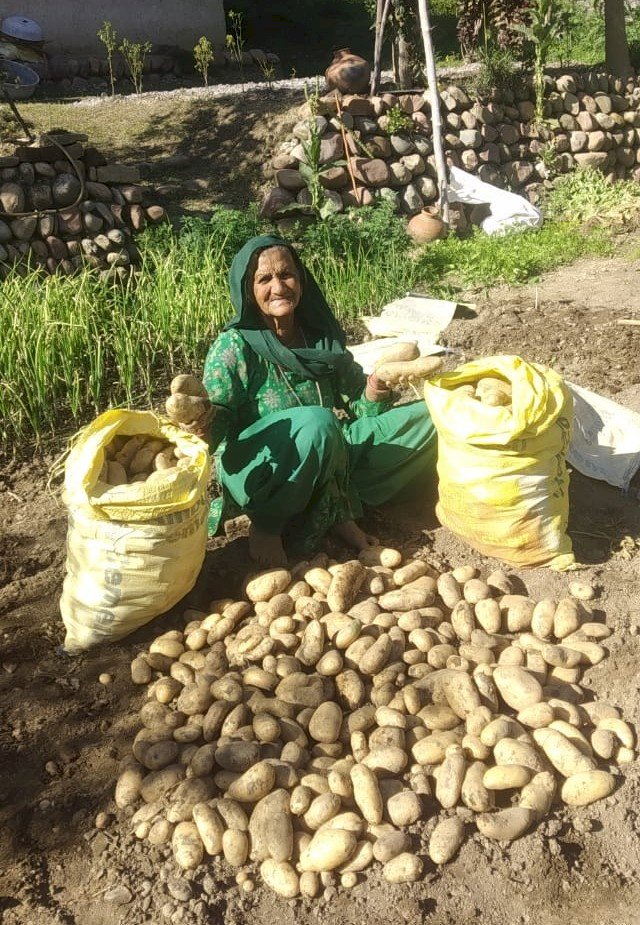 हरनेड़ के बुजुर्ग दंपत्ति ने प्राकृतिक खेती से पैदा की बंपर फसल केवल दो मरले जमीन में तैयार किया दो क्विंटल आलू