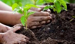 आरजीवीएसवाई के तहत 4,000 हेक्टेयर भूमि में पौधरोपण का लक्ष्य निर्धारित