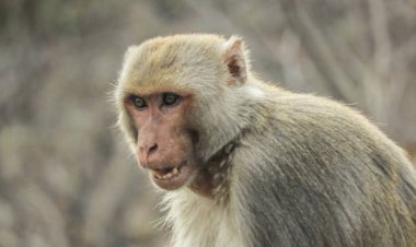 नाहन में बंदरों का आतंक: स्कूल से लौट रहे 8वीं कक्षा के स्टूडेंट पर किया हमला