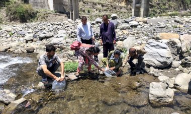 उहल नदी में महाशीर मछली के 5 हजार बड़े आकार के बीज का संचयन