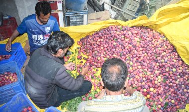 सरकार की कल्याणकारी योजनाओं से बदल रही कुल्लू के बागवानों की तकदीर
