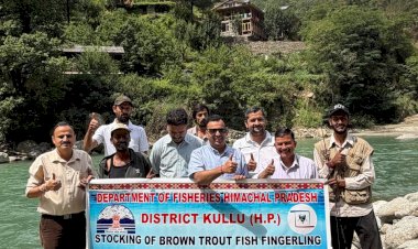 तीर्थन, जीभी एवं फालाचन घाटियों की नदियों में 20 हजार ब्राउन ट्राउट फिंगरलिंग्स छोड़ी