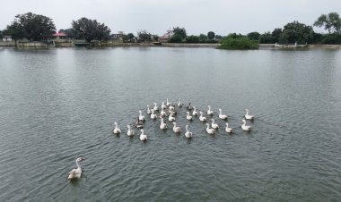 हिमाचल में जल संरक्षण का नया मॉडल बन रहे हरोली के तालाब