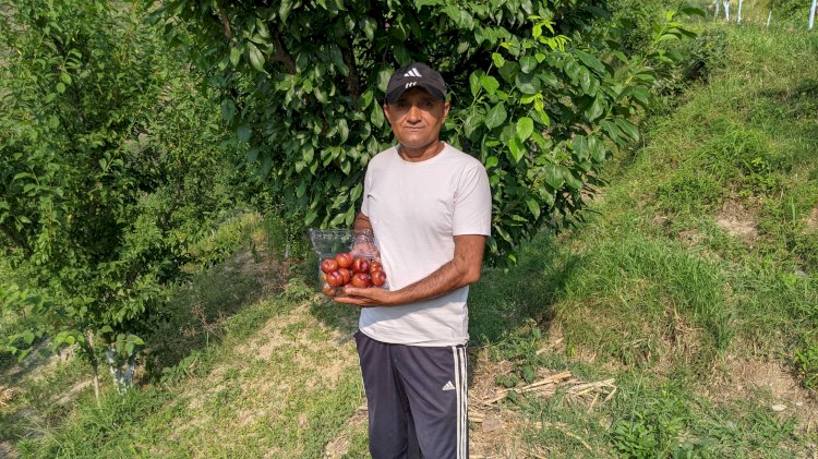 सफलता की कहानीः. महाराष्ट्र की मंडियों में पहुंचा बल्ह व सुन्दर नगर का प्लम: एचपी शिवा परियोजना ने दिलाई नई पहचान