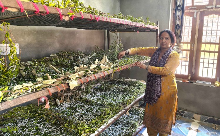 सफलता की कहानीः रेशम कीट पालन से आत्मनिर्भर बन रही सरकाघाट की महिलाएं, सिंहारन की मधु ने लिखी सफलता की नई इबारत